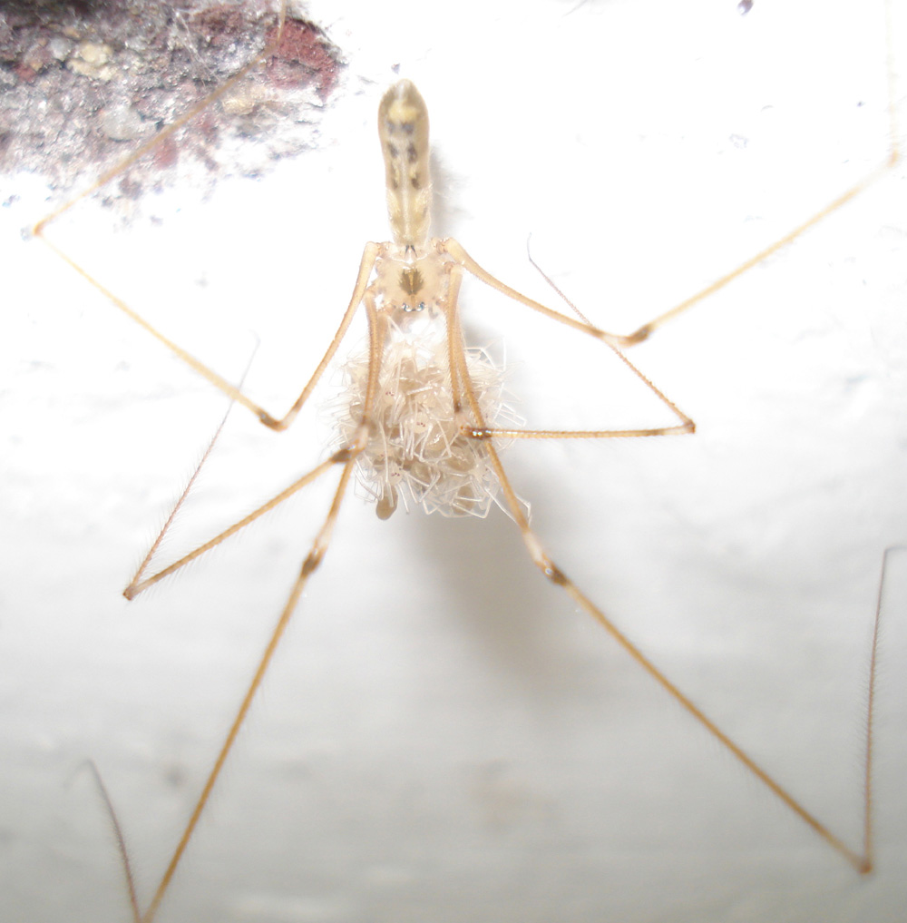 Pholcus phalangioides - Schiusa delle uova - Anzio